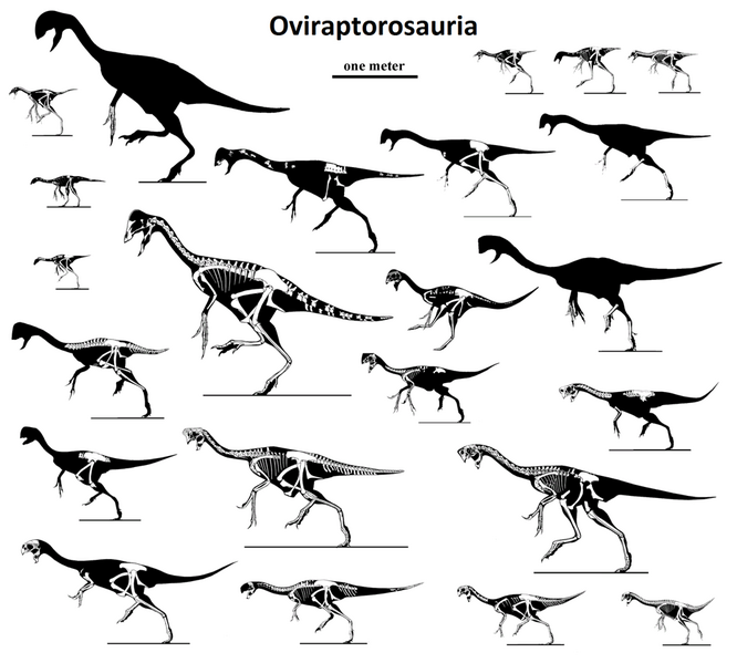 File:Oviraptorosauria.png
