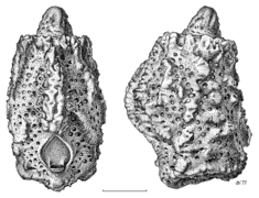 PHAS Phasmidae Argosarchus horridus egg2.png