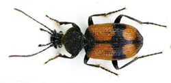 Panagaeus cruxmajor bl.jpg