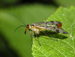 Panorpidae - Panorpa cognata (male).JPG