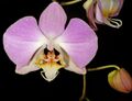 Phalaenopsis sanderiana Orchi 0010.jpg
