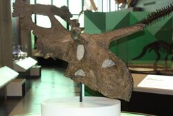 Philip J. Currie Albertaceratops.jpg
