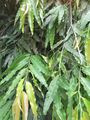 Polyalthia longifolia var.pendula-1-anna park-yercaud-salem-India.JPG