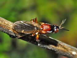 Psilidae - Loxocera aristata-001.JPG