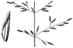 Puccinellia lemmonii HC-1950.jpg