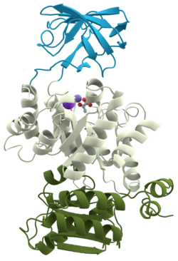 Pyruvate kinase protein domains.png