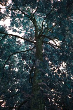 Quercus Bebbiana.jpg