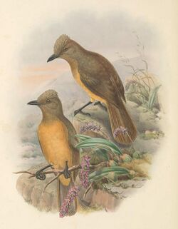 Rectes cerviniventris - The Birds of New Guinea (cropped).jpg