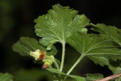 Ribes watsonianum 5082.JPG