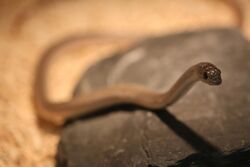 Rufous beaked snake (Rhamphiophis oxyrhynchus) 2.jpg
