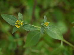 Sclerocarpus africanus Jacq. (9971610623).jpg