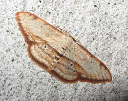 Scopula cf. ferrilineata (7222108246).jpg