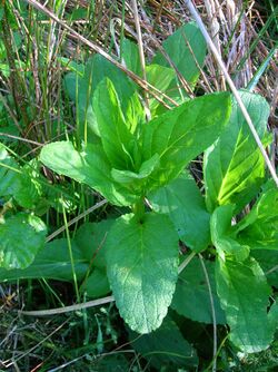 Scrophularia umbrosa.JPG