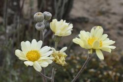 Senecio antofagastanus 04.jpg