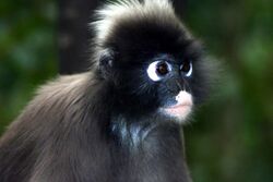 Spectacled langur.jpg