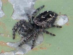 Spider , Salticidae. Phidippus borealis (female) - Flickr - gailhampshire.jpg