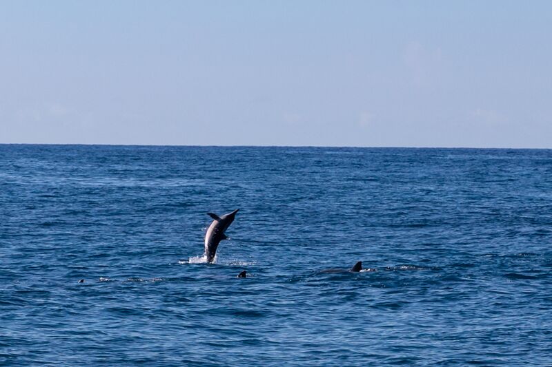 File:Spinner dolphins Kauai Hawaii (31339186057).jpg