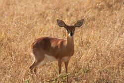 Steenbok female.jpg