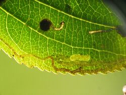 Stigmella catharticella BE-MK-11288b.jpg