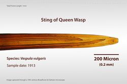 Sting of Queen Wasp.jpg