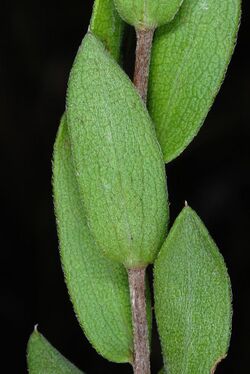 Symphyotrichum pratense 55250099.jpg