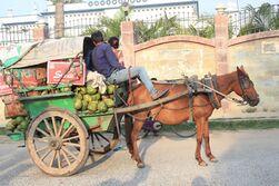 Tired-looking bay horse hitched to a rustic cart