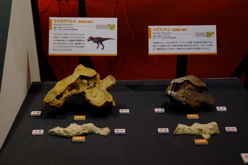 File:Tarbosaurus and Iguanodon Braincase.jpg