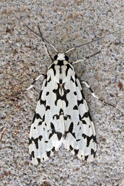Tiger moth (Eucereon pica tigrata).jpg
