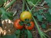 Tomato plant 1.jpg
