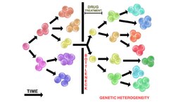 Tumour heterogeneity treatment bottleneck.pdf
