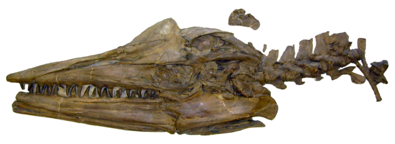 File:Tylosaurus proriger (USNM V6086).png