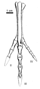 Velocisaurus holotype left foot.png