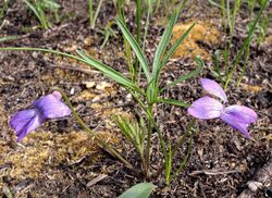 Viola pedatifida Waukesha County, Wisconsin.jpg