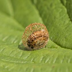 Weevil (Hypera rumicis) larva 2.jpg