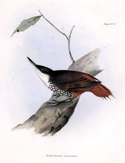 A drawing of a black and orange-red bird at the branch of tree