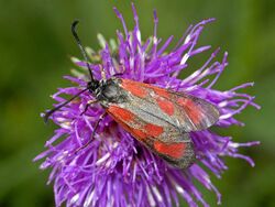 Zygaenidae - Zygaena loti-002.JPG