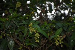 വളർമണി-Gomphia serrata at Neeliyarkottam 01.jpg
