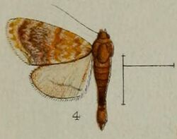 04-Homophysa polycyma=Glaphyria polycyma (Hampson, 1898).JPG