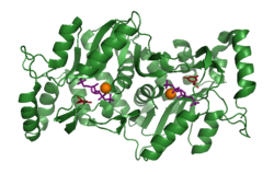 2PSI - orotate phosphoribosyltransferase bound to substrates - S cerevisiae.png