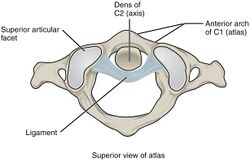 912 Atlantoaxial Joint.jpg