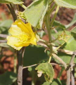 Abutilon oto flower 2.jpg