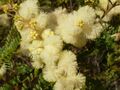 Acacia terminalis flowers 2.jpg