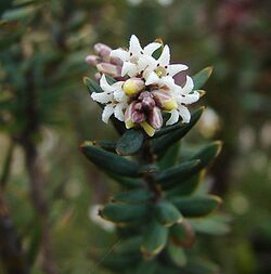 Acrothamnus sauveolens (14070748294).jpg