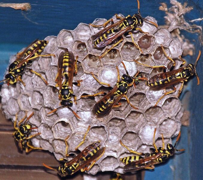 File:Active Wasp Nest.jpg
