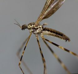 Amphineurus hudsoni 57199186.jpg