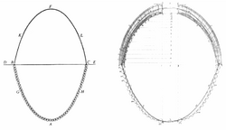 Analogy between an arch and a hanging chain and comparison to the dome of St Peter's Cathedral in Rome.png