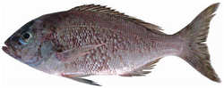 Apsilus dentatus - pone.0010676.g081.png