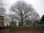 Asgill House beech tree, Richmond, London.jpg