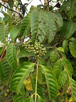 Bandikoot Berry (Leea indica) നാക്കു.jpg