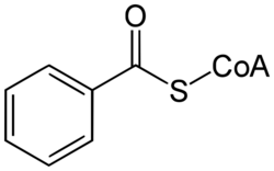 Benzoyl-CoA.svg